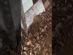 Óleo de sementes de uva prensado a frio